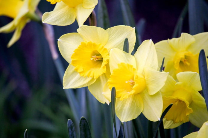 Narcissen