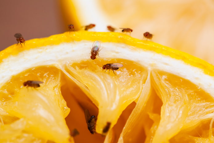 fruitvliegjes in kamerplanten