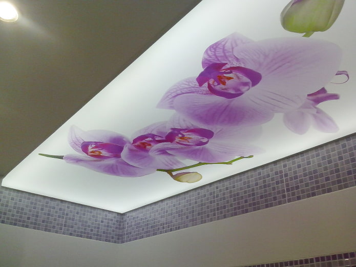 plafond met orchidee?n