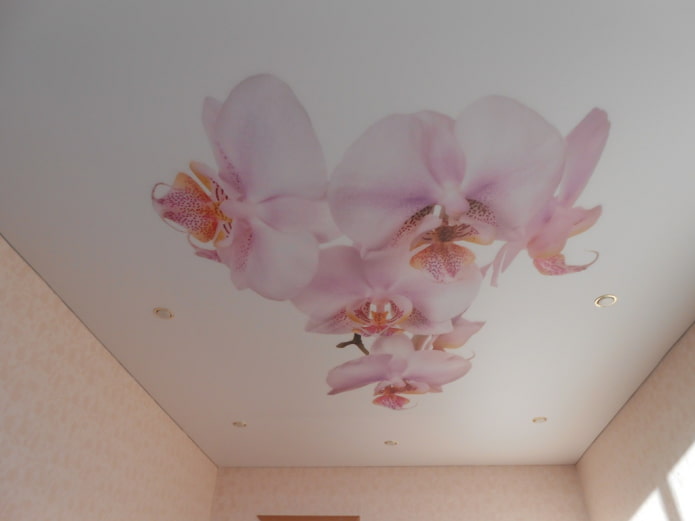 spanplafond met orchidee?nafbeelding