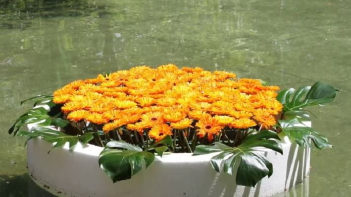 bloemperk op het water