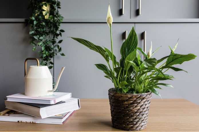 Spathiphyllum in een rieten bloempot