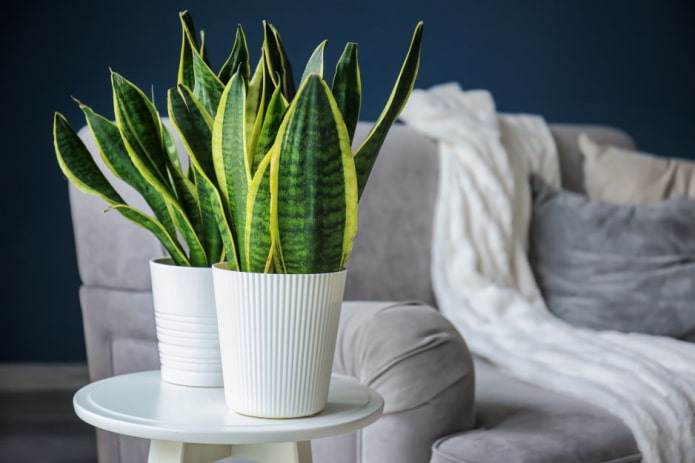 Sansevieria bloem
