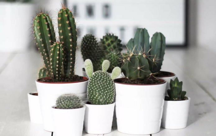 Cactussen in witte potten