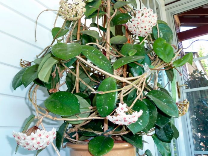 Hoya op een steun