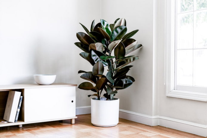 Rubberbladige ficus in een witte bloempot