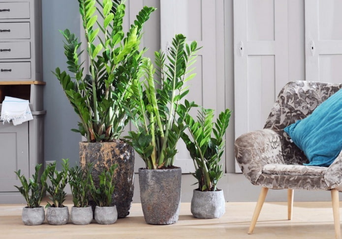 Zamioculcas in het interieur
