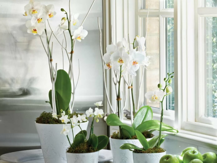Witte phalaenopsis in het interieur