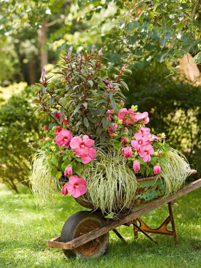 Bloemen in een kruiwagen