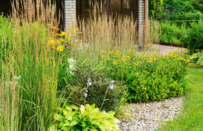 Voortuin-weide met rudbeckia