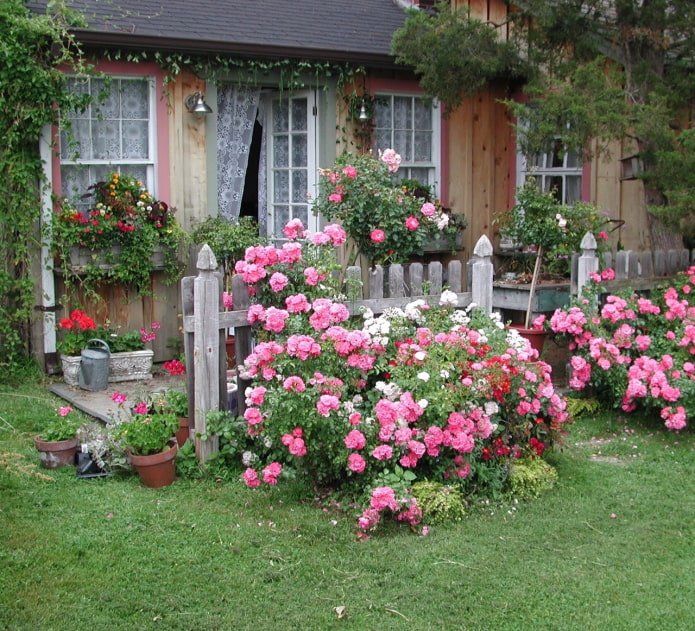 Rozen in de voortuin