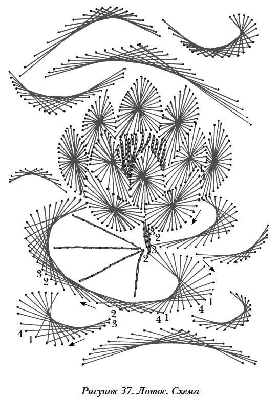 lotuspatroon