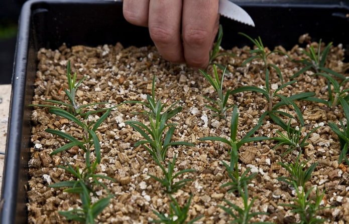 zaailingen in vermiculiet