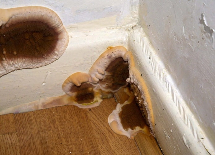 huispaddenstoel verwijderen