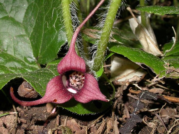 Asarum europaeus bloem