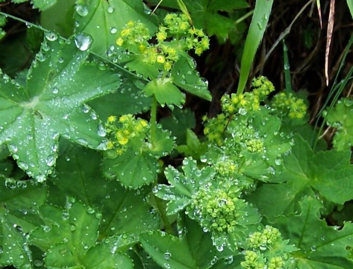manchet in dauwdruppels