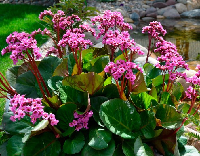 hartbladige bergenia