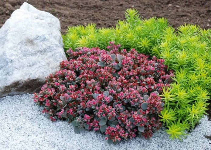 Karpaten sedum