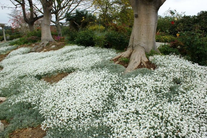 Bieberstein's Cerastium