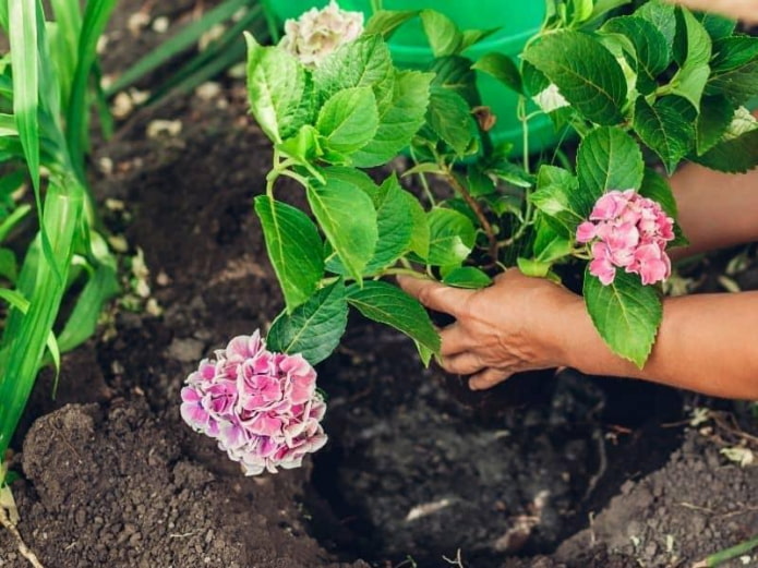 planten in een gat