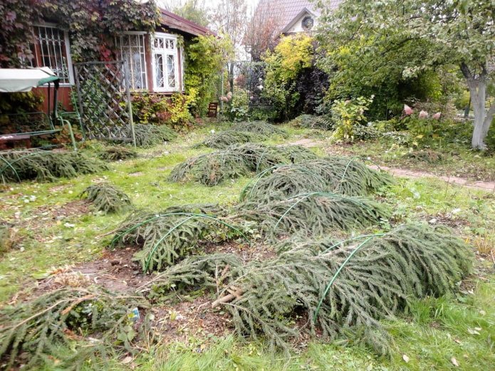 Schuilplaats voor rozen