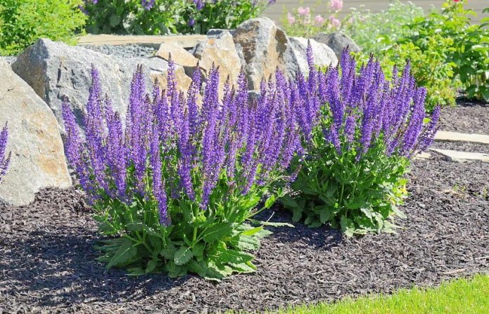 lavendel