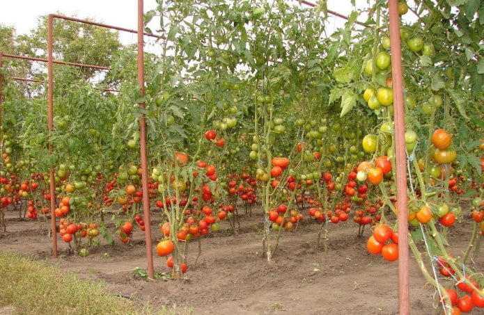 gebonden tomaten