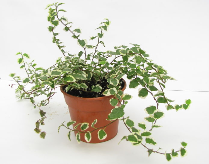 kruipende ficus