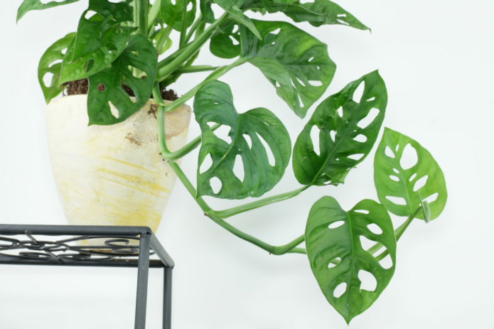 monstera met kleine bladeren