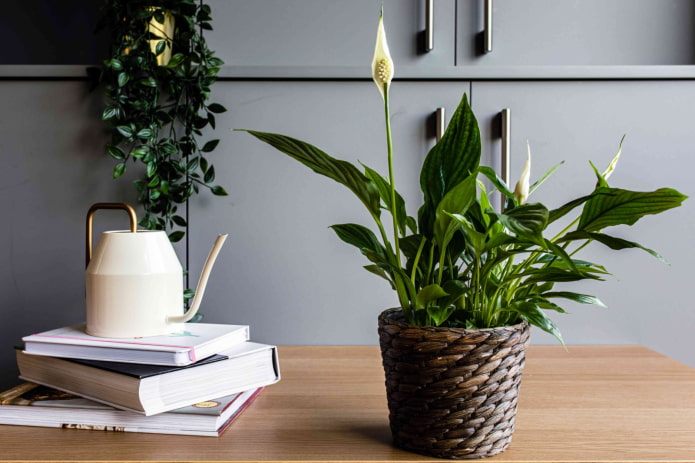 spathiphyllum bloom