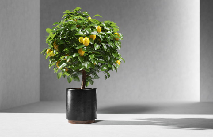 indoor lemon