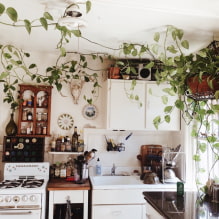 Welke planten zijn geschikt voor de keuken?-3