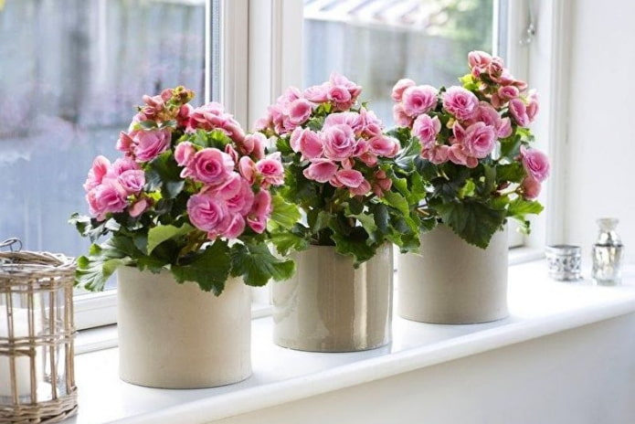 bloeiende begonia