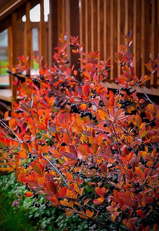 Zwarte appelbes in de herfst