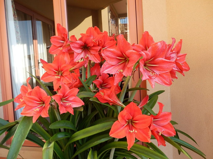 hoe amaryllis bloeit