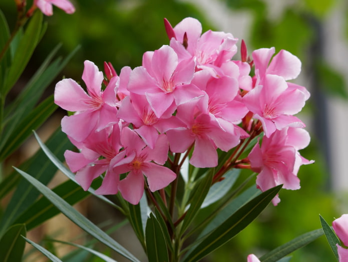 is oleander schadelijk
