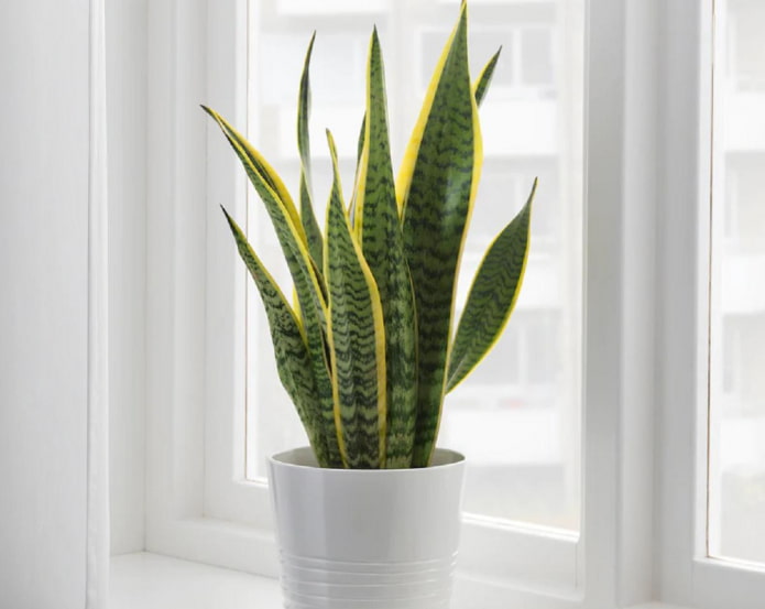 wat is gevaarlijk aan sansevieria