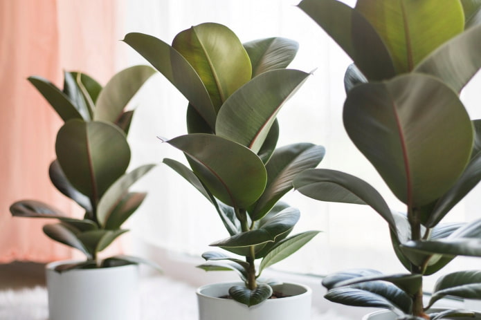 zit er gif in ficus
