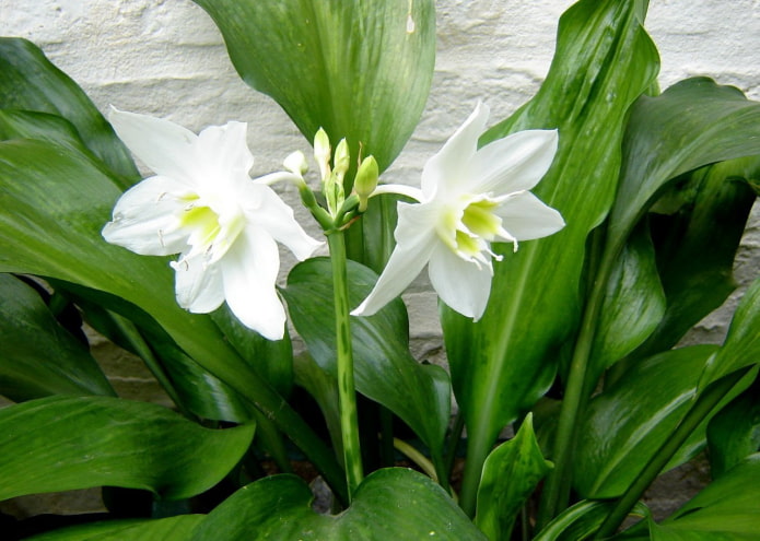 allergie voor eucharis