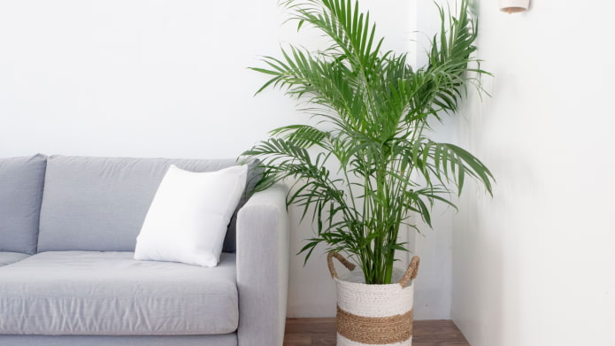 allergie voor kamerpalm