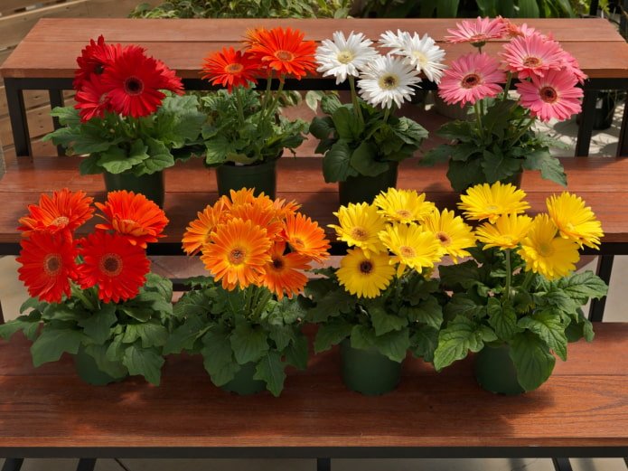 allergie voor gerbera's