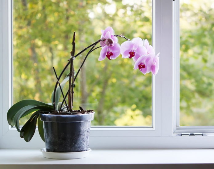 wat is gevaarlijk aan orchidee?n