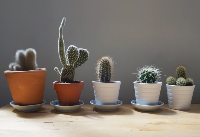kun je cactussen thuis houden