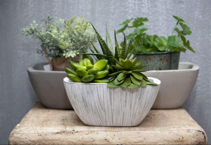 wat is gevaarlijk aan vetplanten