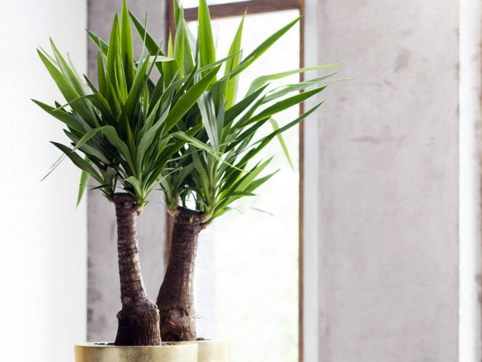 yucca thuis volgens Feng Shui