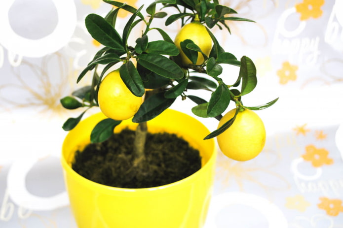 nuttige planten voor in huis