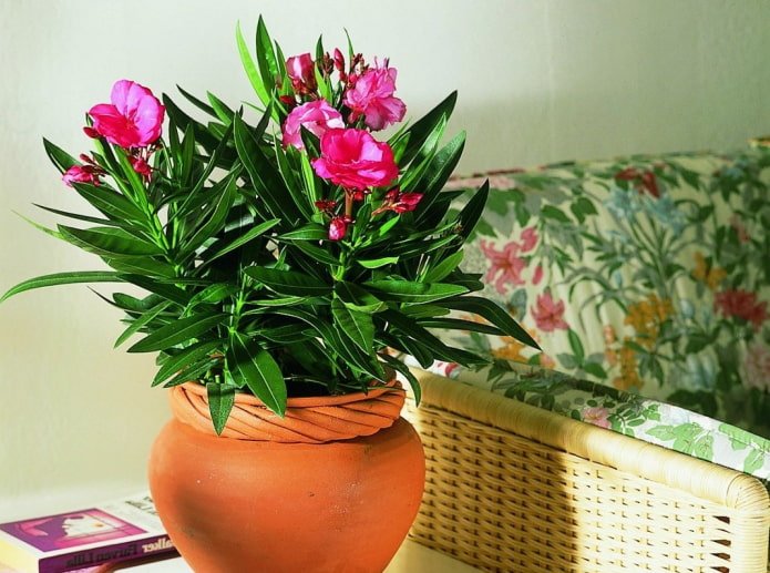 Gewone oleander