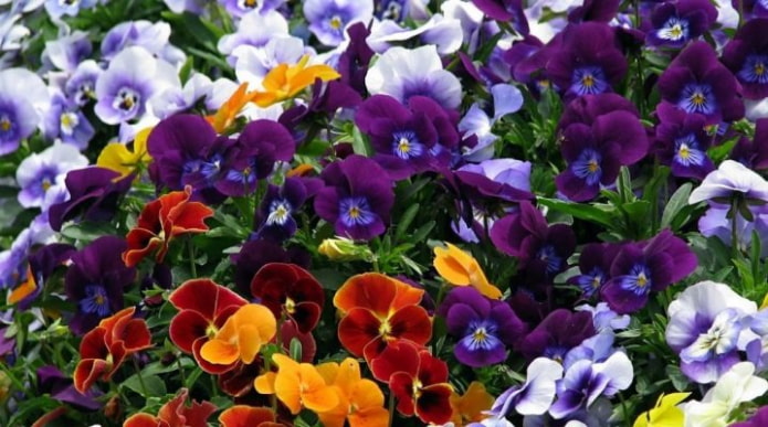 Viooltjes