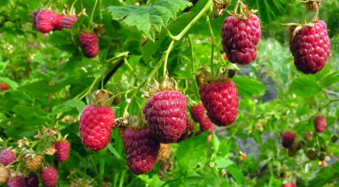 frambozenstruik