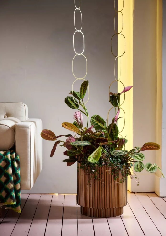 Maranta in het interieur